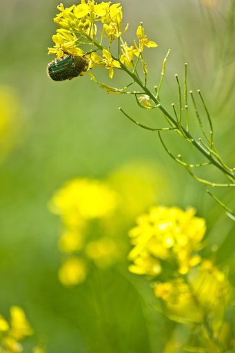 ハナムグリと菜の花