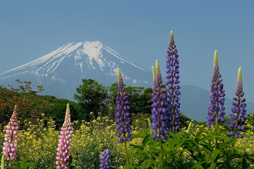 ルピナスと菜の花と・・・