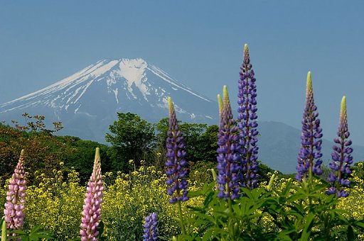 ルピナスと菜の花と・・・