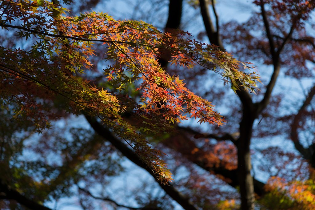 AF-S NIKKOR 24-120mm F4G ED VR