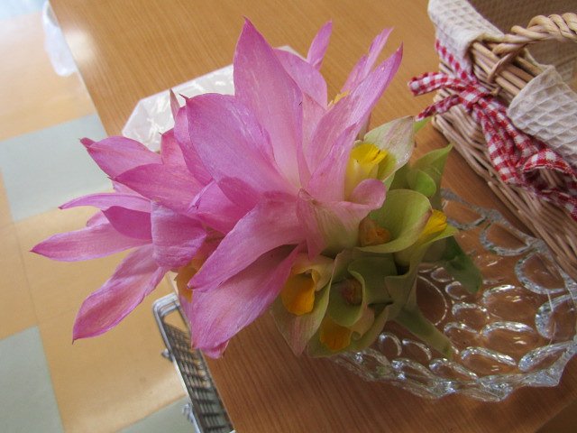 ウコンの花を見せたくて