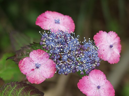 紫陽花