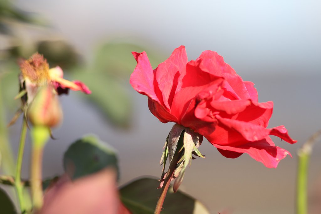 少し離れての薔薇