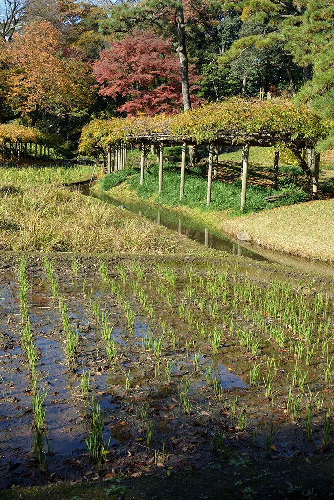 東京ドームの隣の水田