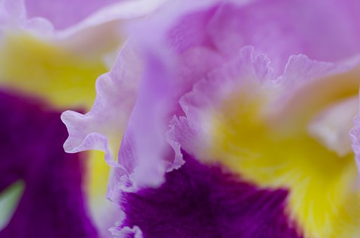 PENTAX-D FA MACRO 100mm F2.8