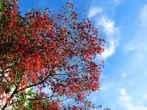 終焉の紅葉