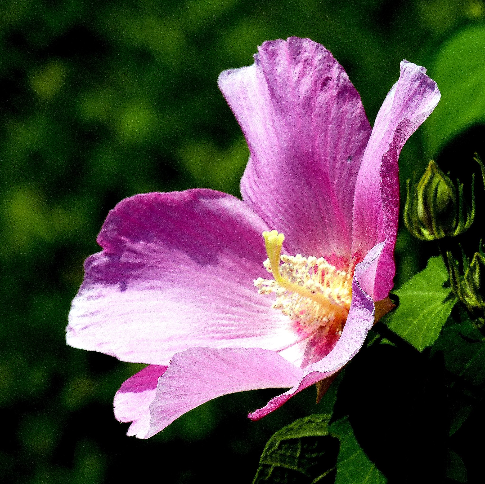 これも季節の花ですかね・・