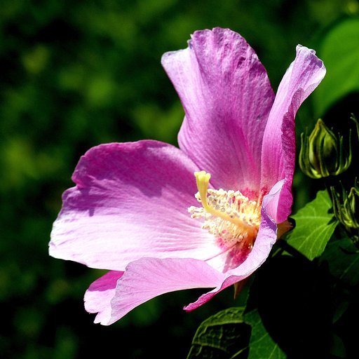 これも季節の花ですかね・・