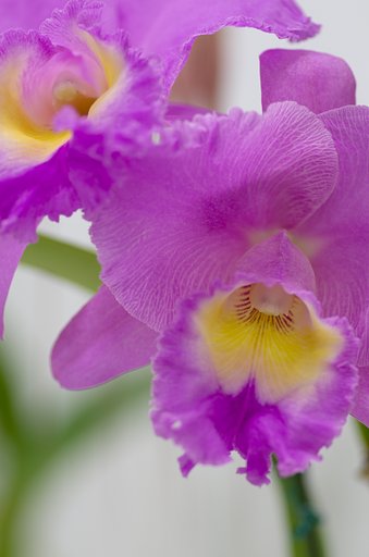 PENTAX-D FA MACRO 100mm F2.8
