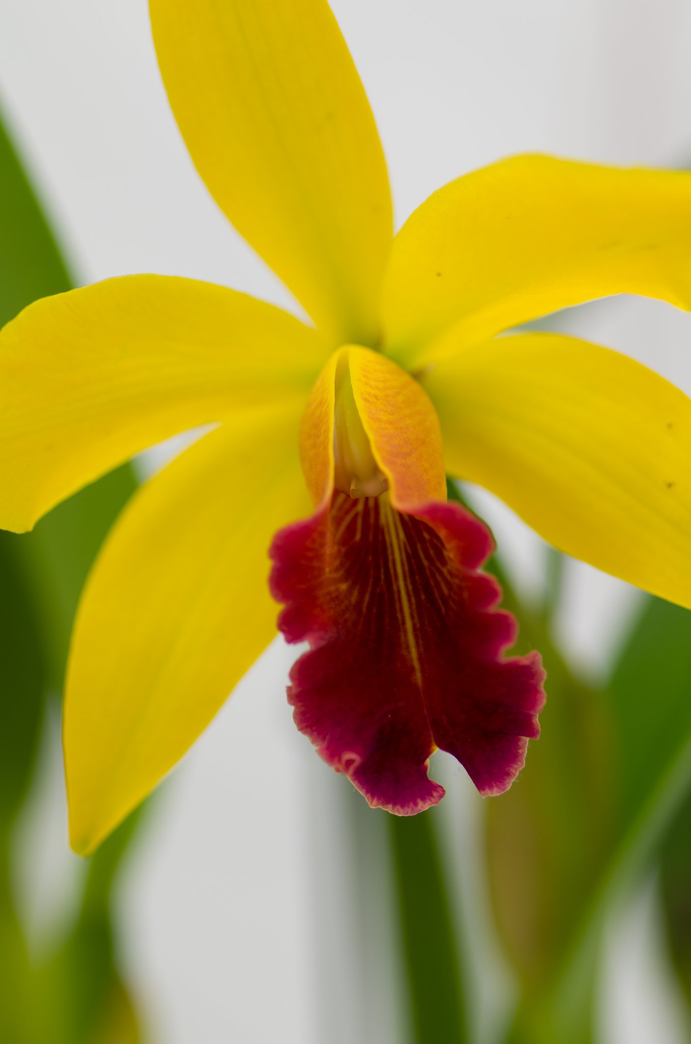 PENTAX-D FA MACRO 100mm F2.8