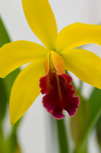 PENTAX-D FA MACRO 100mm F2.8