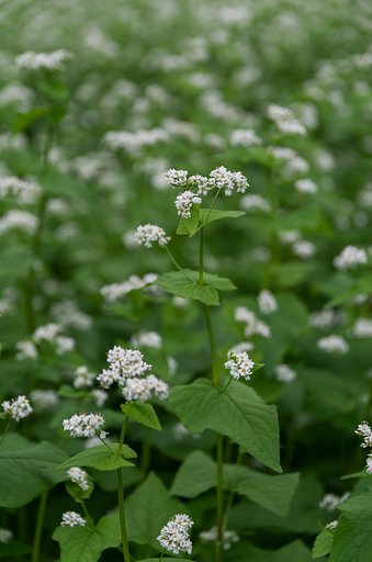蕎麦