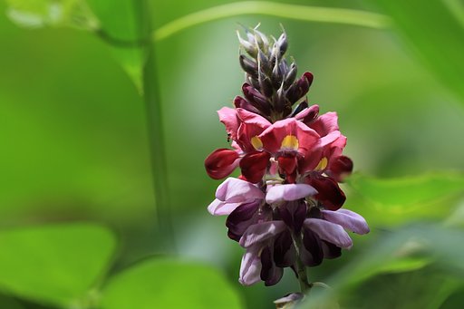 アリンコが集まる花