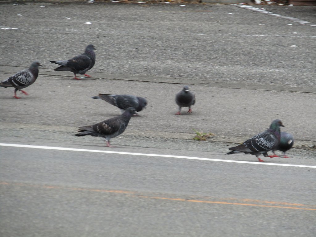 群れるのが鳩の習性