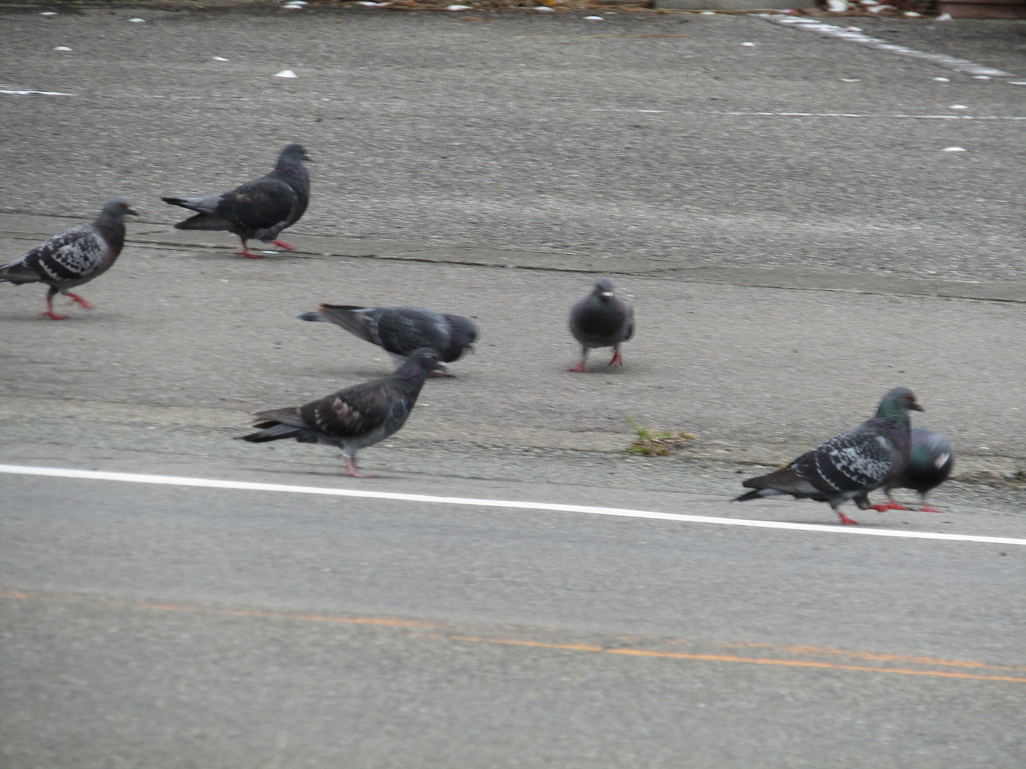 群れるのが鳩の習性