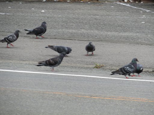 群れるのが鳩の習性