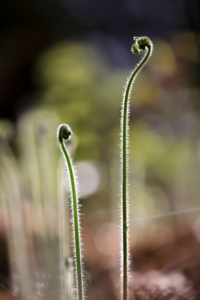 シダの新芽