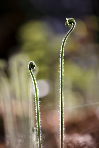シダの新芽