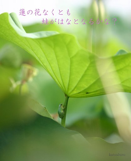 【光】蛙