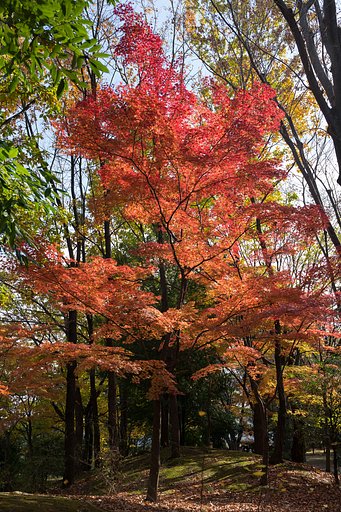 EF24-70mm F4 L IS
