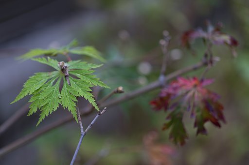 EF100mm F2.8 L IS MACRO