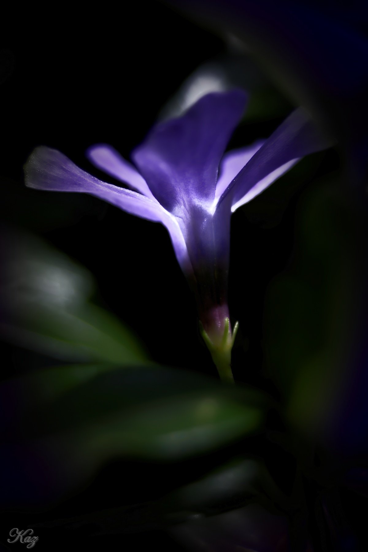 花ランプ