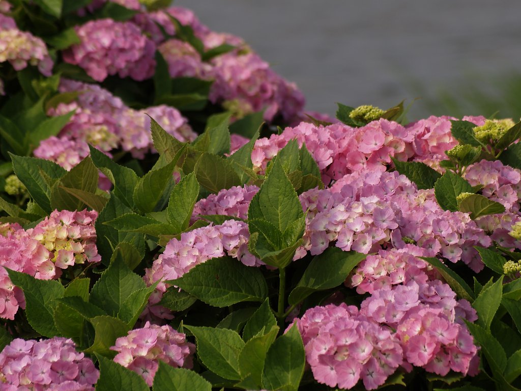 紫陽花その２