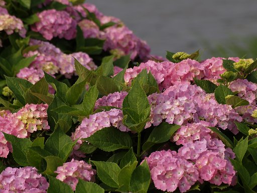 紫陽花その２