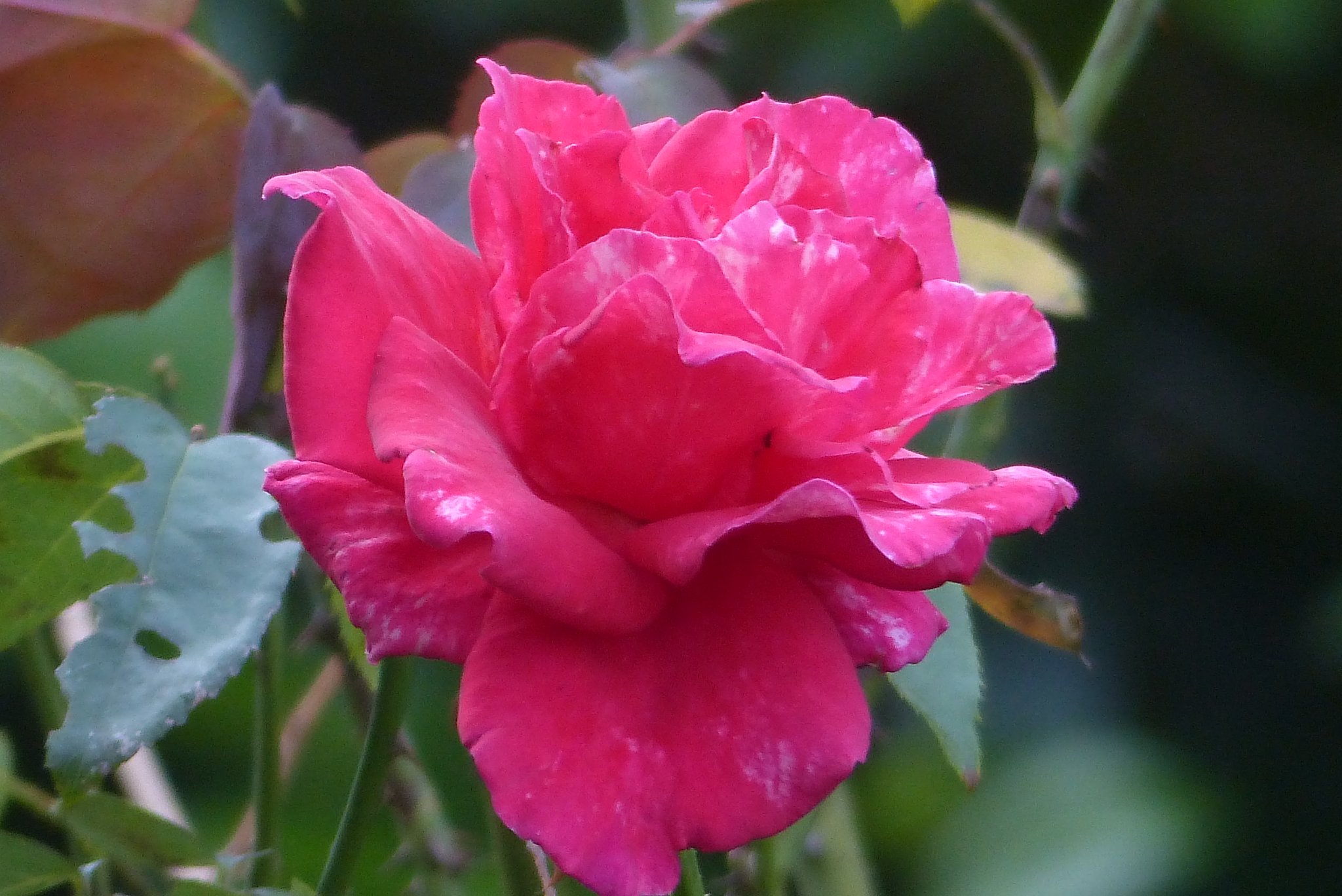 真赤の薔薇