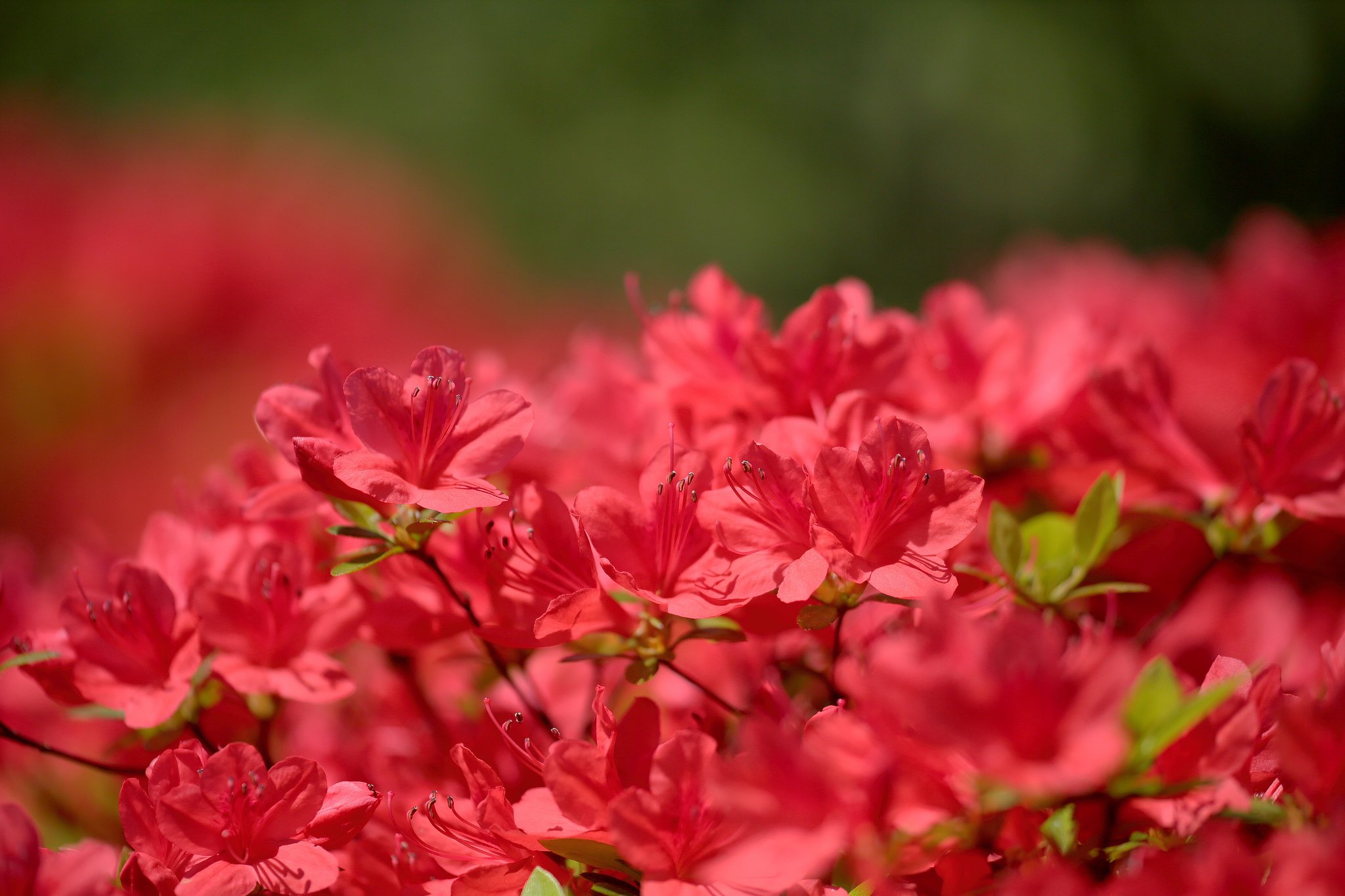 足早の...