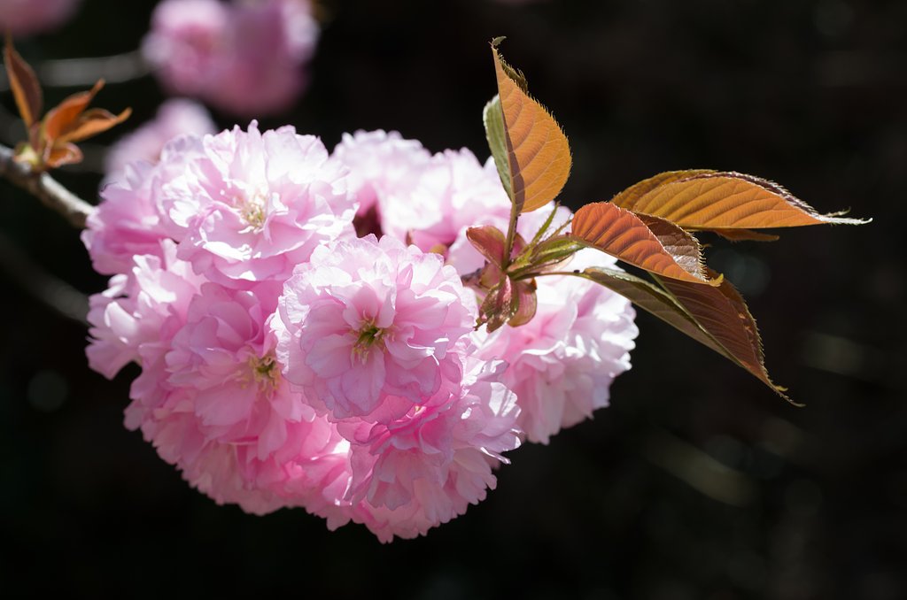 SIGMA MACRO 70mm F2.8
