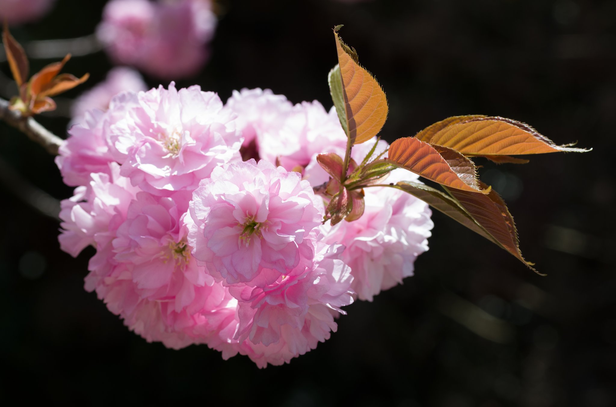 SIGMA MACRO 70mm F2.8