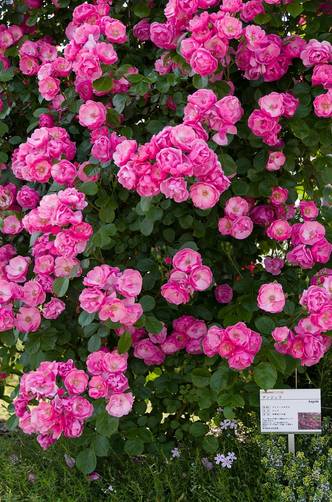 SIGMA 17-70mm F2.8-4 DC MACRO