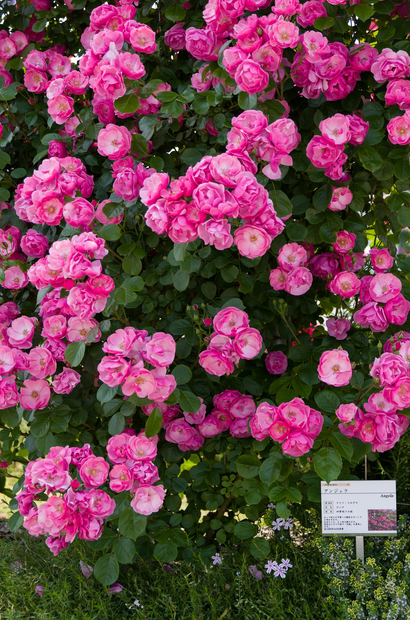 SIGMA 17-70mm F2.8-4 DC MACRO