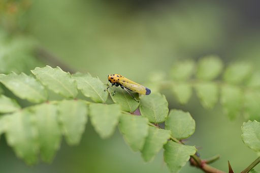 山椒の香り