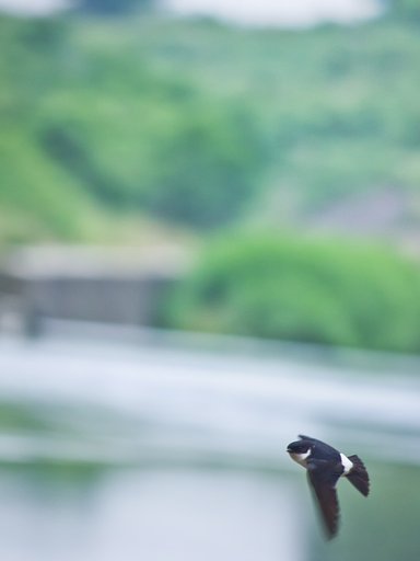 イワツバメ飛ぶ川