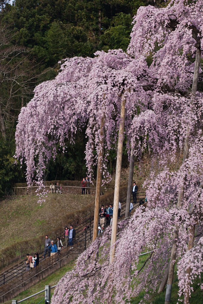 滝桜たる所以