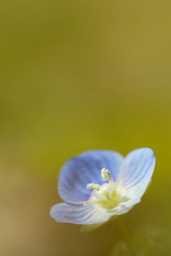 小さな花