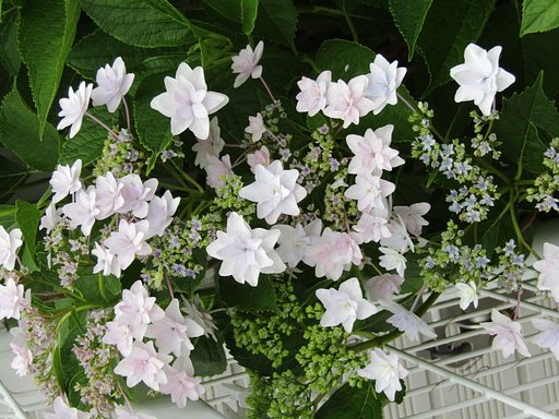花の名前わかるかな　？