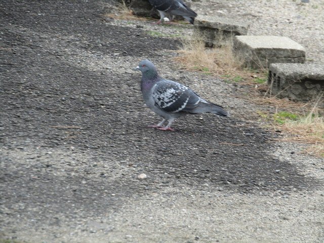 お寺に鳩いい組み合わせです