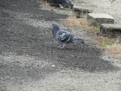 お寺に鳩いい組み合わせです