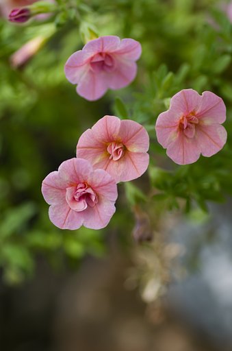 PENTAX-D FA MACRO 100mm F2.8