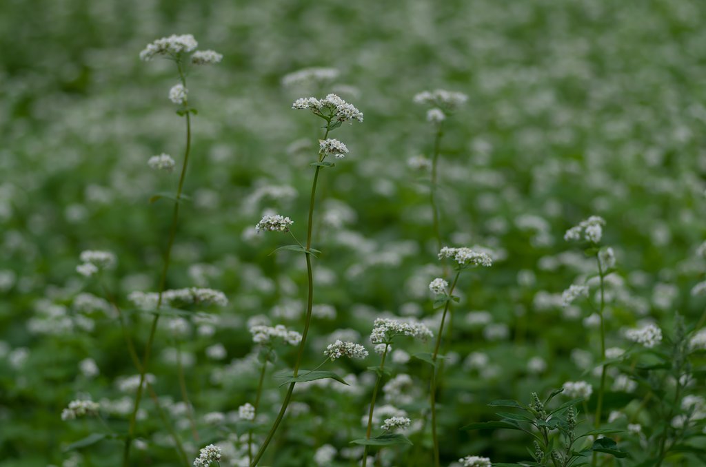 PENTAX-D FA MACRO 100mm F2.8