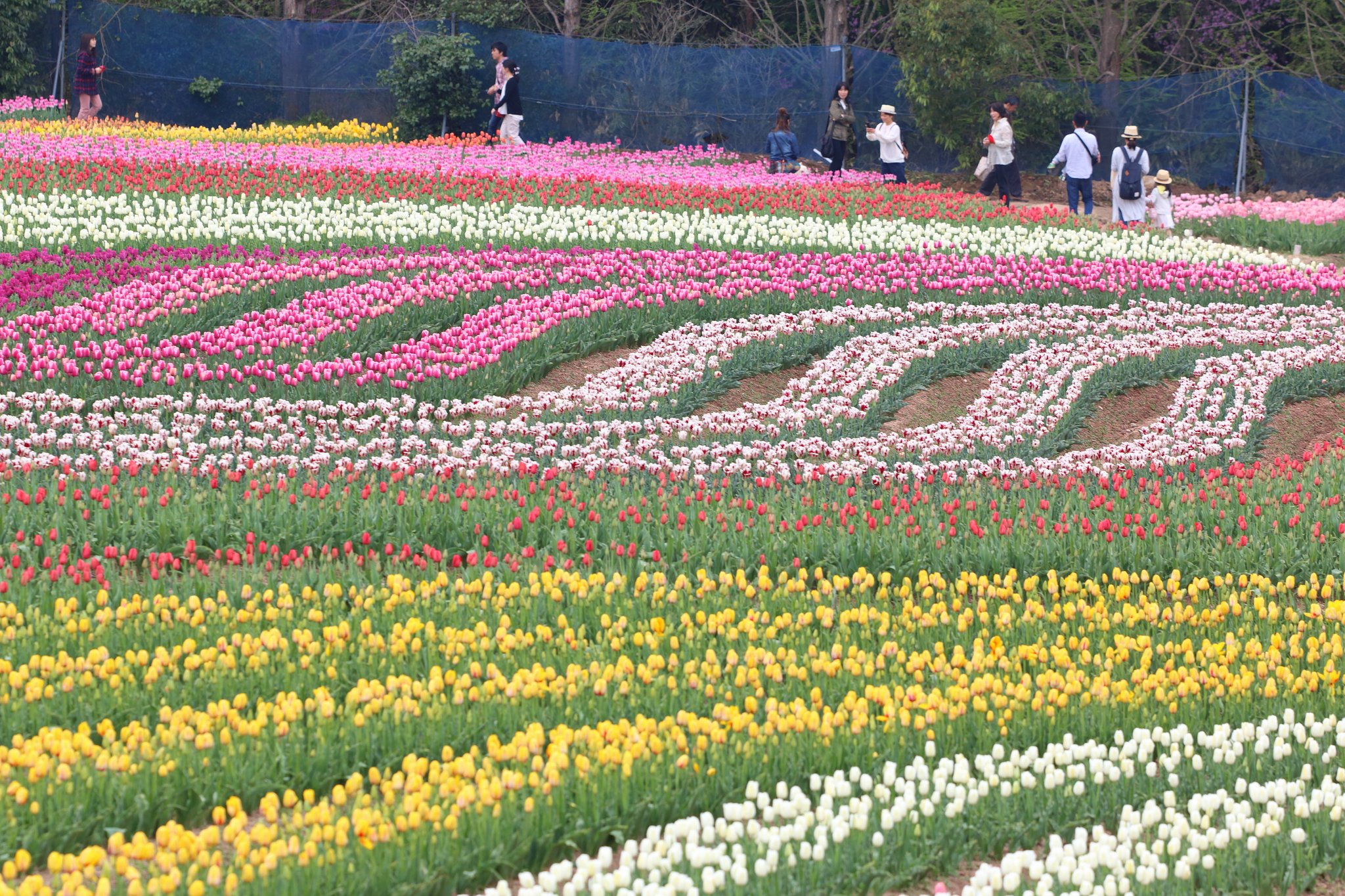世羅観光農園