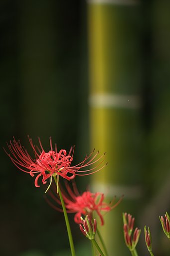 EF300 F2.8L IS 