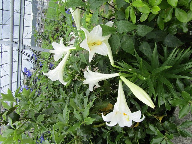 綺麗な花を見つけました　白い花を見てください