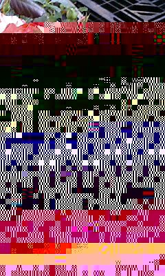 椿な薔薇