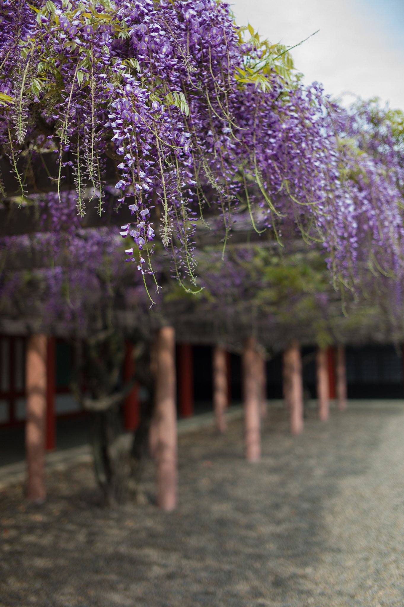 SUMMICRON-M 35mm F2 ASPH