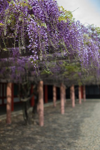 SUMMICRON-M 35mm F2 ASPH