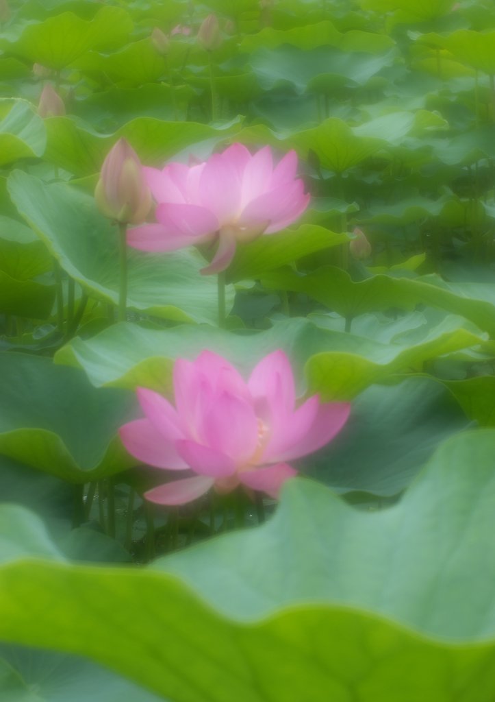 【光】極楽浄土?